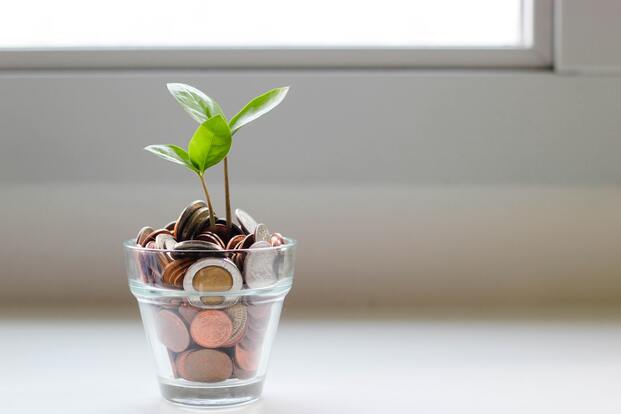 A tree planted in coins