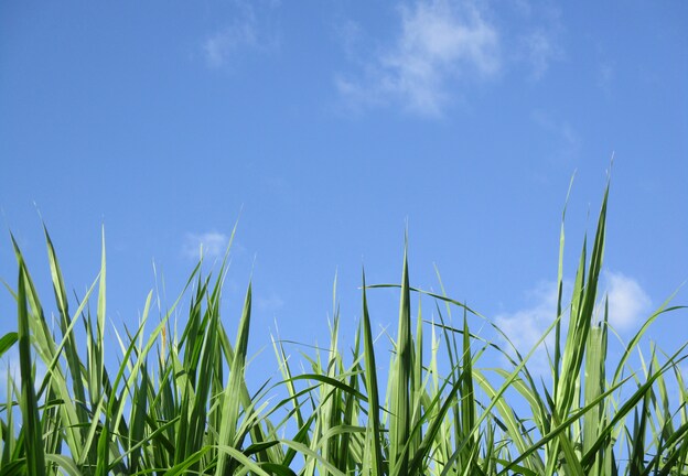 Some grass we should touch